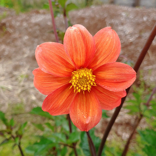 Dahlia Coccinea - Semillas