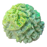 Coral Marino De Resina Color Verde 9x 10.cm