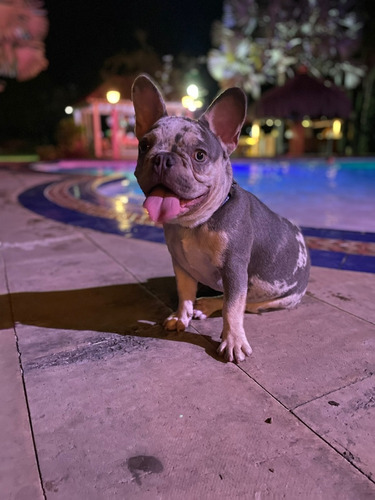 Hermoso Bulldog Francés Blue Merle Macho