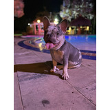 Hermoso Bulldog Francés Blue Merle Macho