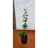 Planta Jazmin Nitidum -estrella-