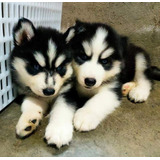 Alaska Malamute Gorditos Y Bonitos Cachorros 