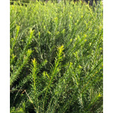 Melaleuca - Arbusto Para Cerco - Calixtemo Saligna