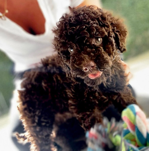 Cachorros French Poodle Caniche Chocolate Marron Intenso 