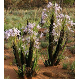 Sementes Lírio Negro Do Deserto Xerophyta Retinervis P/ Muda