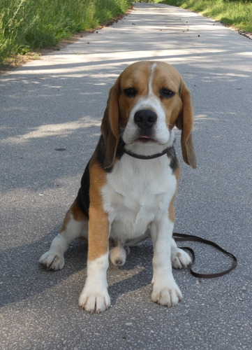 Cachorros Beagle