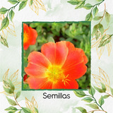 500 Semillas De Flor Portulaca Grandiflora + Obs Germinación