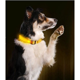 Collar Perro Con Luz , Luminoso Ideal Para El Regalon!! /gyb