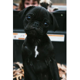 Cachorro Pug Carlino Negro!! 20