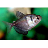 Pct. C/ 10 Peixes Tetra Preto -aquário- Água Doce
