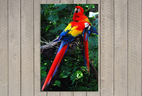 Cuadro 60x90cm Loro Guacamayo Colores Plumas Selva Ave M13