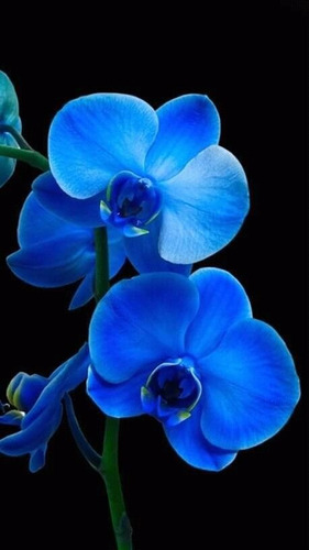 100 Semillas De Orquídea Azulado ( Germinación Rápida )