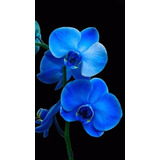 100 Semillas De Orquídea Azulado ( Germinación Rápida )