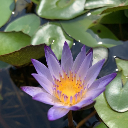 Nenúfar Blanco Morado  Nymphaea Sp. Murasaki  Lirio Acuático