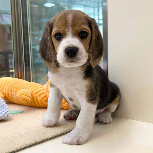 Cachorros Beagle Tricolor    