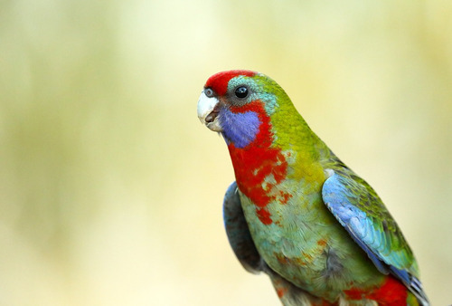 Rosella Elegant Rojas