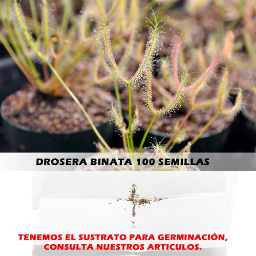 Semillas Planta Carnívora Drosera Binata Pack X 100 Unidades