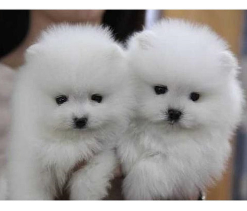 Pomerania Miniatura Adorables 