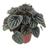 Planta De Interior Peperomia Rugosa O Caperata Silver M12