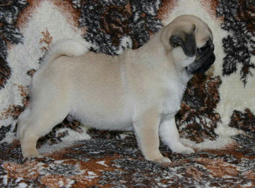 Infernal Pug Hembra Criadero Saint Daniel 3