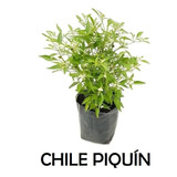 Planta De Chile Piquín 