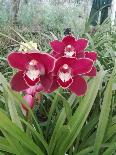 Semilla De Orquidea Roja Cymbidium.