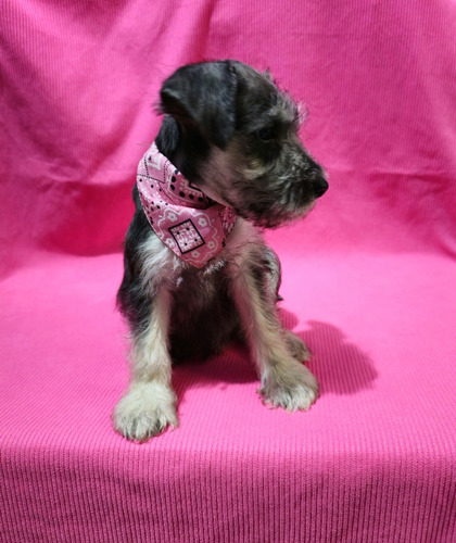 Schnauzer Mini  