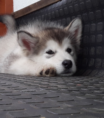 Espectaculares Cachorros Alaska Malamute 