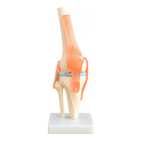 Modelo Anatomico Articulacion Rodilla Humana