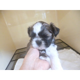 Shih-tzu Macho Porte Mega Pequeno De Apartamento