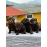 Cachorros Labrador Chocolate 