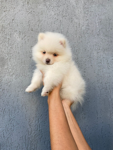 Spitz Alemão Ou Lulu Da Pomerânia Anão Macho