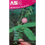 Sobre Semillas As Mimosa Pudica Planta Sensitiva Movimiento
