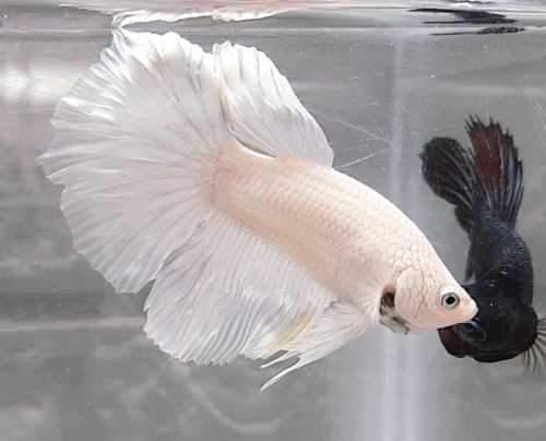 Betta Halfmoon Macho White B2