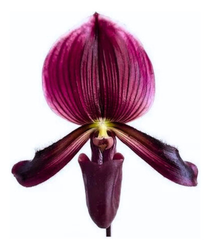 Orquidea ( Sapatinho ) Paphiopedilum Maudiae Red - Adulta