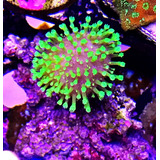 Coral Sarcophyton Verde Radioactivo