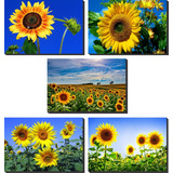 Kit 5 Cuadros Decorativos, Rosas, Girasoles, 38x26cm C/u