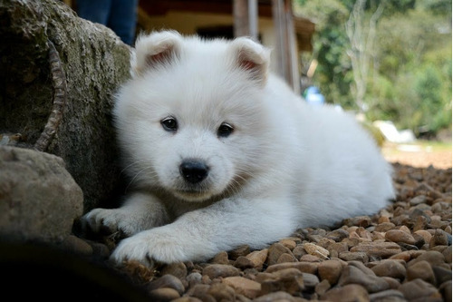 Hermosos Cachorros Samoyedo A La Venta