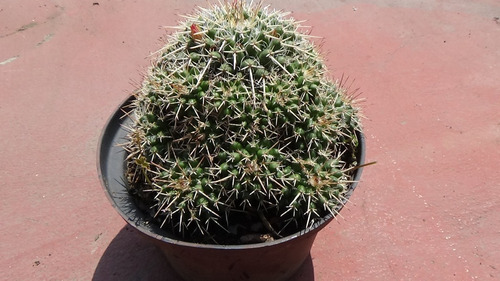 Mammillaria Compressa 25 Semillas Cactus