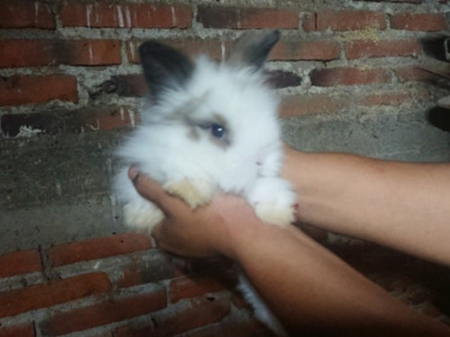 Conejo Angora Inglés 