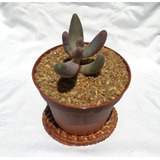 Pachyphytum Oviferum