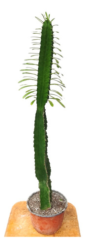 Euphorbia Cactus Grande Con Espinas 1,30 Mts De Altura