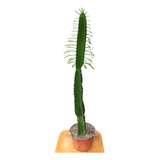 Euphorbia Cactus Grande Con Espinas 1,30 Mts De Altura