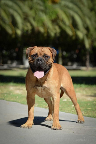 Bullmastiff Servicio