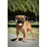 Bullmastiff Servicio