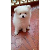 Filhotes De Spitz Alemão/lulu Da Pomerânia, Fêmeas, 2 Meses