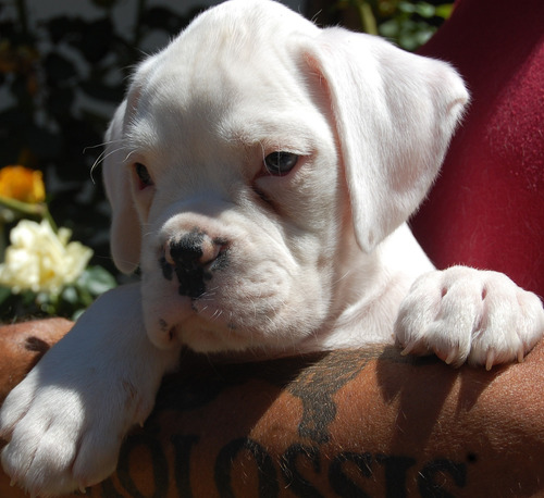 Hermosos  Cachorros Boxer Europeos   