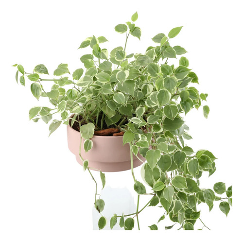 Muda Peperomia Scandens - Planta Pendente Urban Jungle Casa