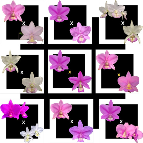 Kit De 09 Cattleya Nobilior Especial- Cod 01