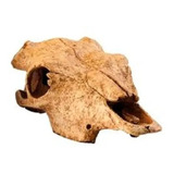 Ex Terrarium Decor Buffalo Skull Reptil Anfibio (m.envio)